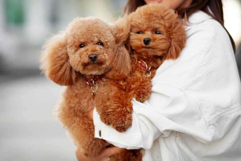 How To Take Care Of A Poodle Puppy?