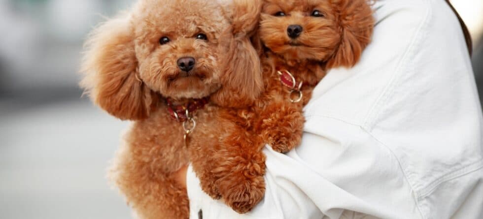 How To Take Care Of A Poodle Puppy?
