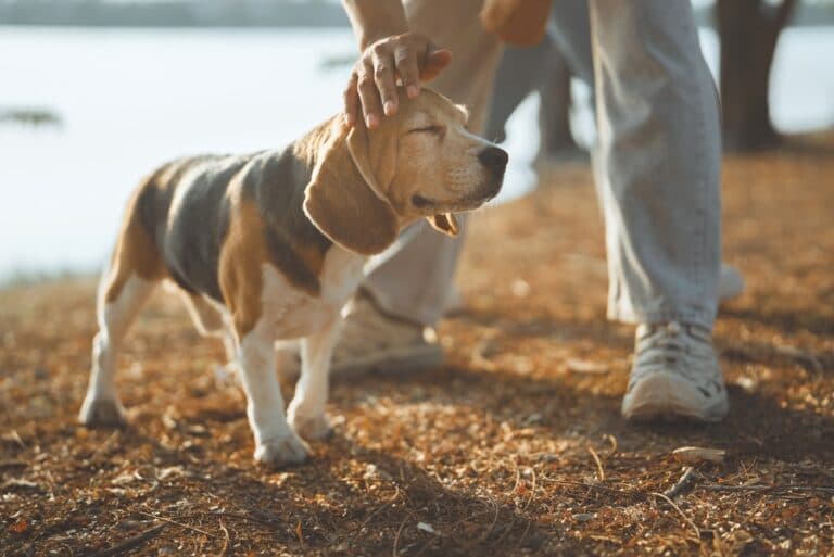 How To Tell If A Beagle Is Happy?