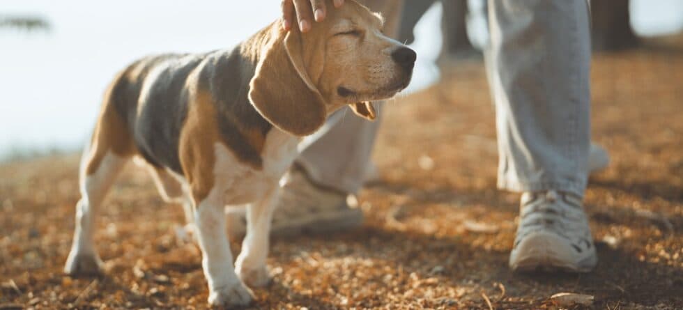 How To Tell If A Beagle Is Happy?