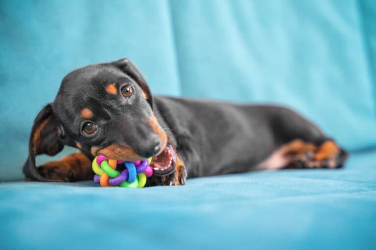 How To Train A Dachshund Not To Bite?