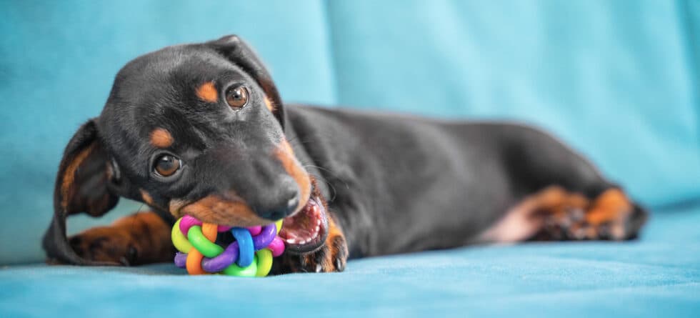 How To Train A Dachshund Not To Bite?