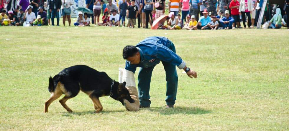 How To Treat A German Shepherd Bite?