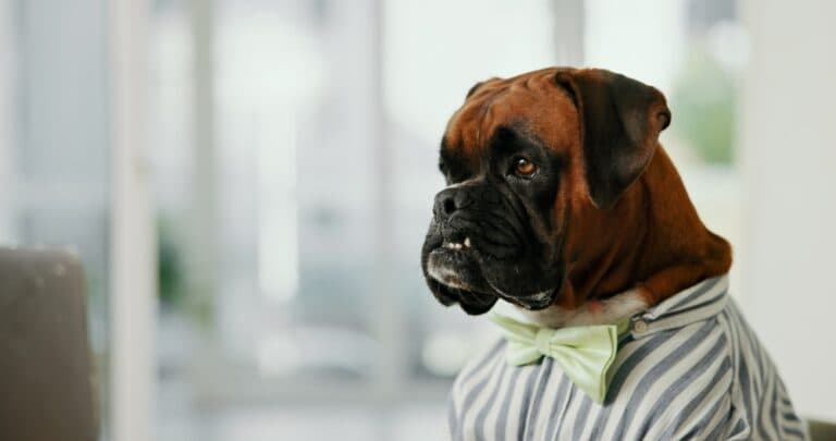 Is A Boxer A Good House Dog?
