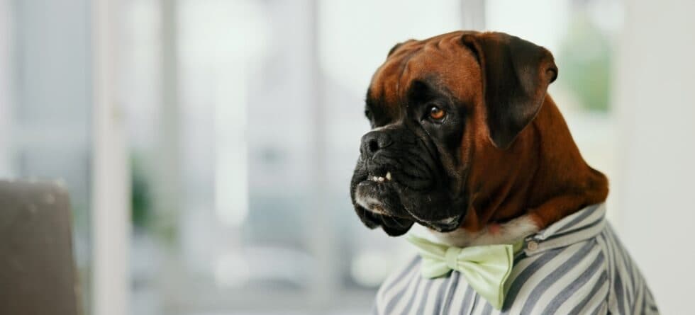Is A Boxer A Good House Dog?