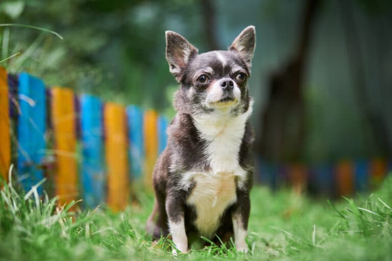 Is A Chihuahua High Maintenance?