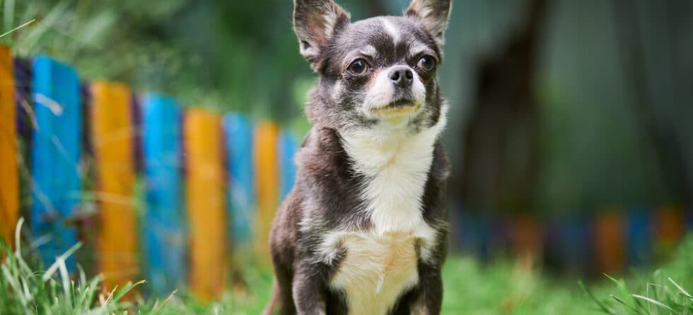 Is A Chihuahua High Maintenance?