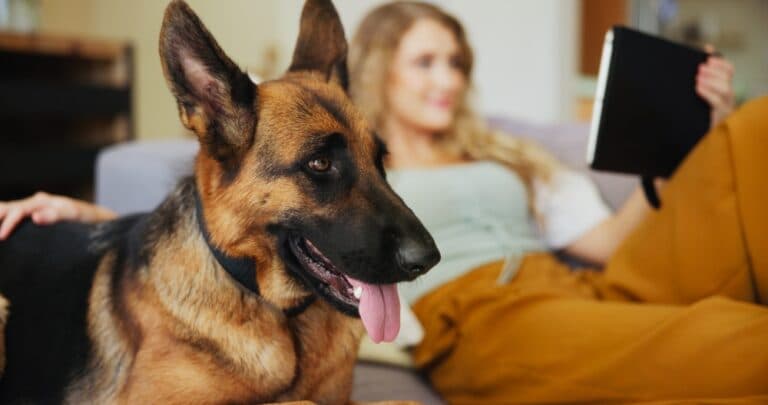 Is A German Shepherd A High Risk Dog?