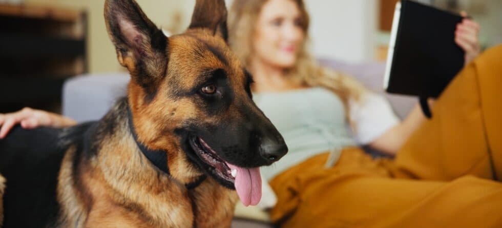 Is A German Shepherd A High Risk Dog?