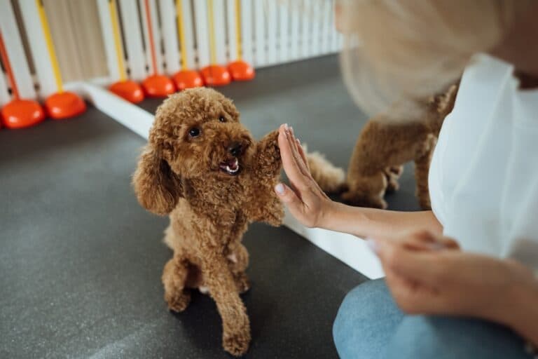 Is A Poodle A Very Smart Dog?