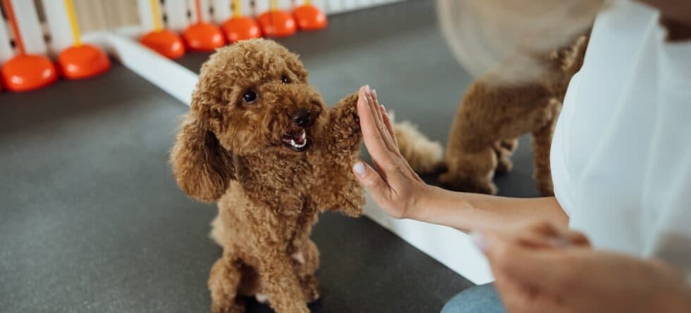 Is A Poodle A Very Smart Dog?