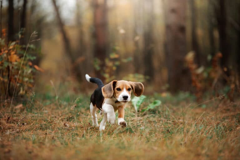 Is Beagle An Aggressive Breed?