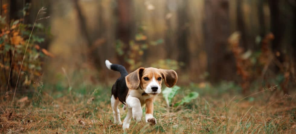 Is Beagle An Aggressive Breed?