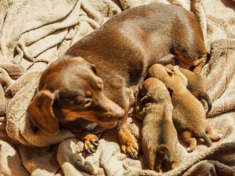 Is Dachshund Good For Beginners?
