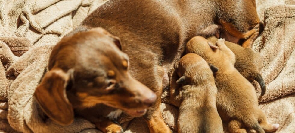 Is Dachshund Good For Beginners?