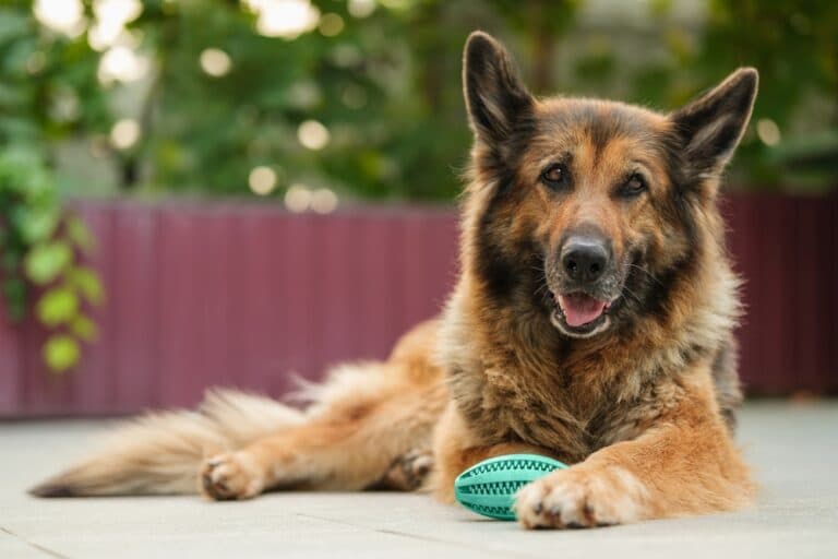 Is German Shepherd Friendly?