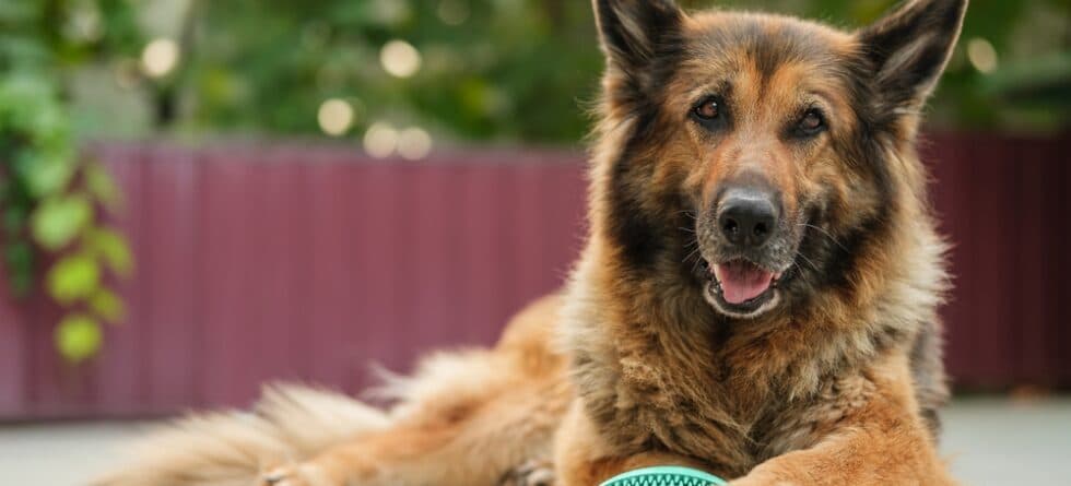 Is German Shepherd Friendly?