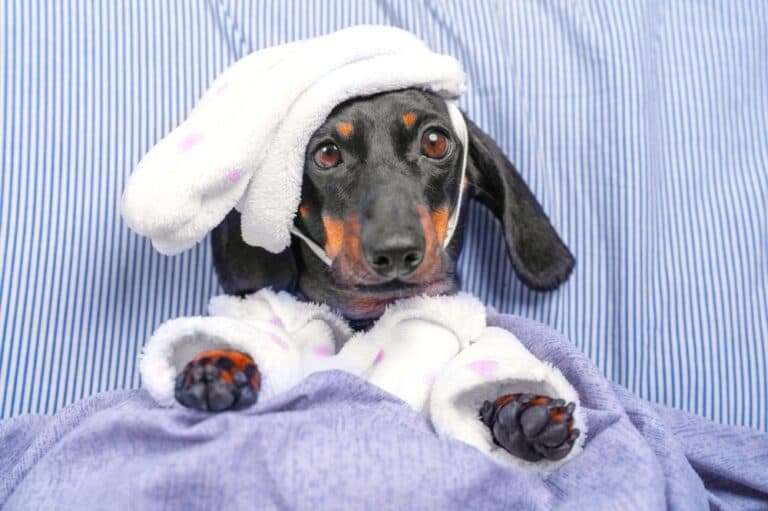 Is It OK To Carry A Dachshund?