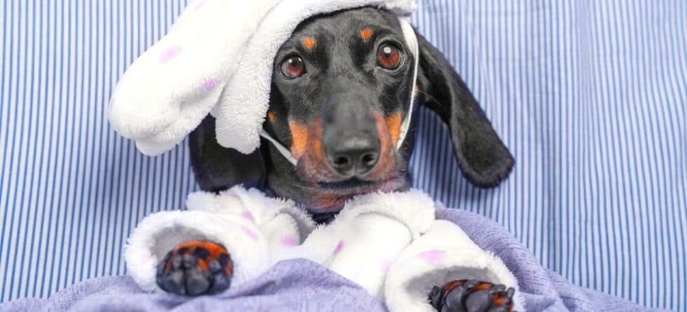 Is It OK To Carry A Dachshund?