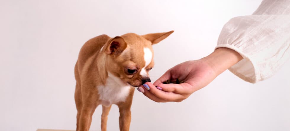 Is It Ok For A Chihuahua To Eat Once A Day?