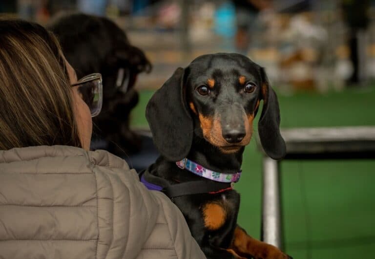 Is It Safe To Carry A Dachshund?