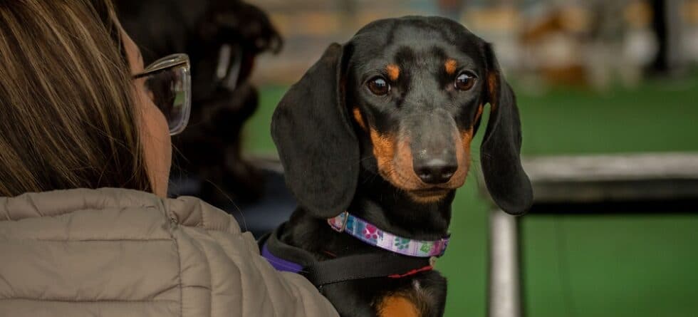 Is It Safe To Carry A Dachshund?