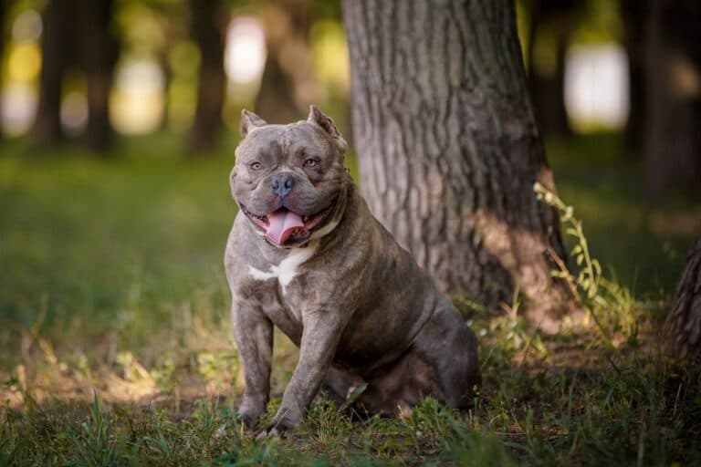 Medium-Sized Short-Haired Dogs: Which Breeds Stand Out?