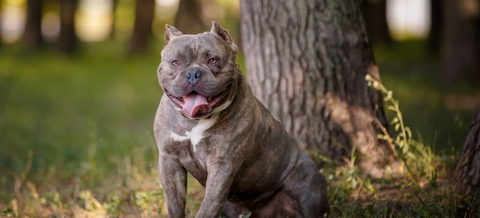 Medium-Sized Short-Haired Dogs: Which Breeds Stand Out?