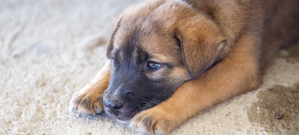 Should I Ignore My 8 Week Old Puppy At Night?