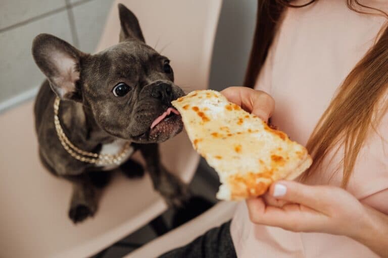 What Are Frenchies Allergic To?