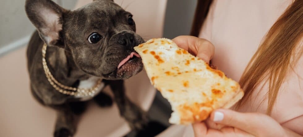 What Are Frenchies Allergic To?