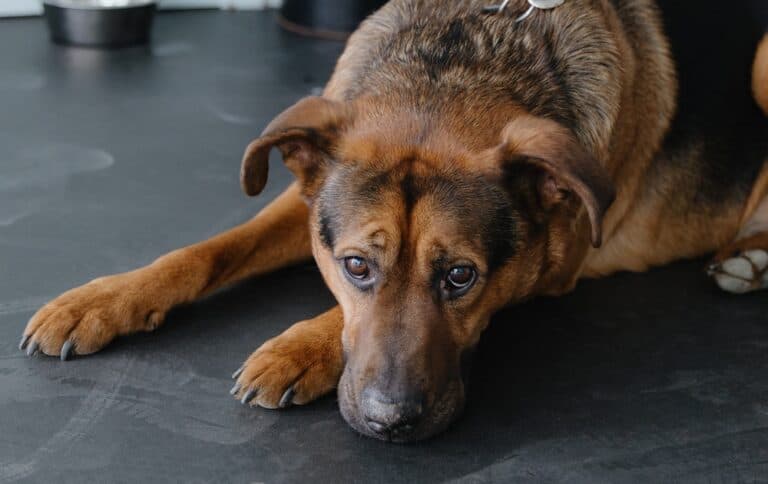 What Are German Shepherds Weaknesses?