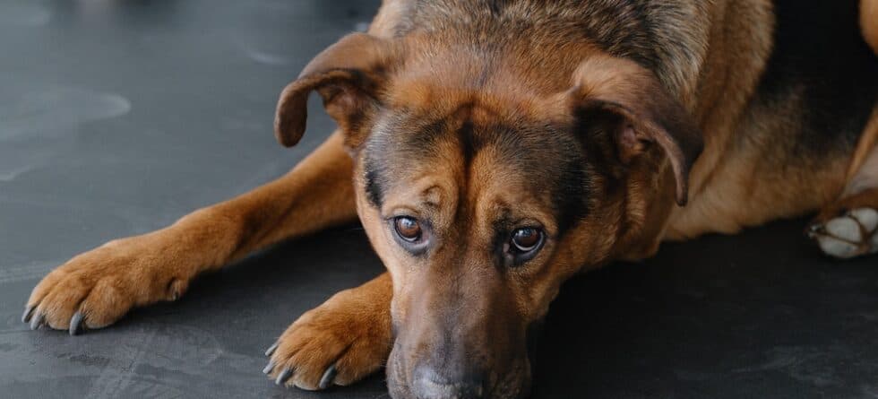 What Are German Shepherds Weaknesses?