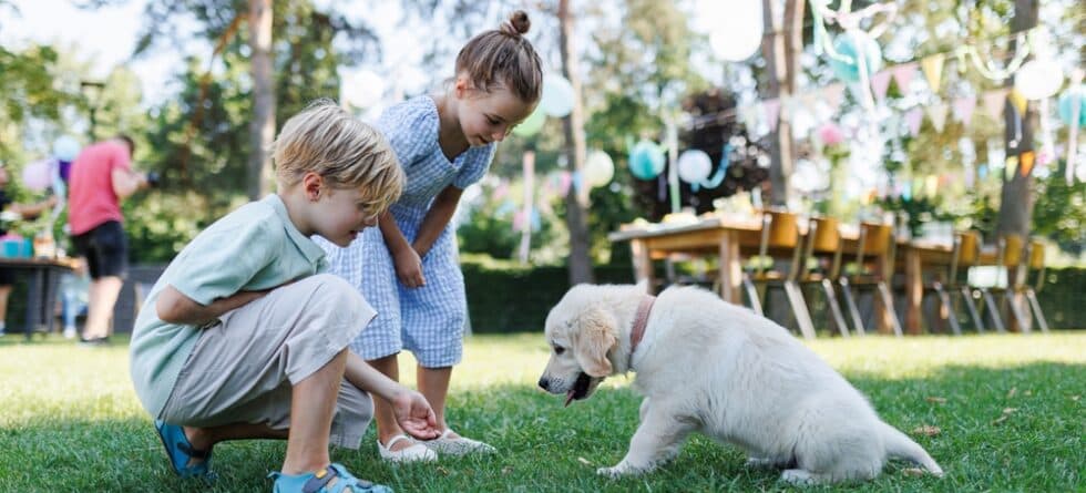 What Are Golden Retrievers Allergic To?