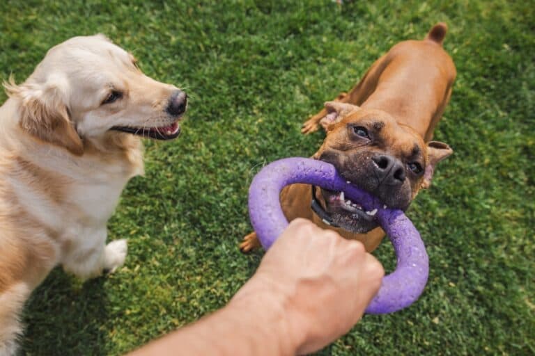 What Are The 3 Types Of Boxer Dogs?