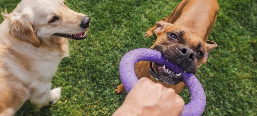 What Are The 3 Types Of Boxer Dogs?