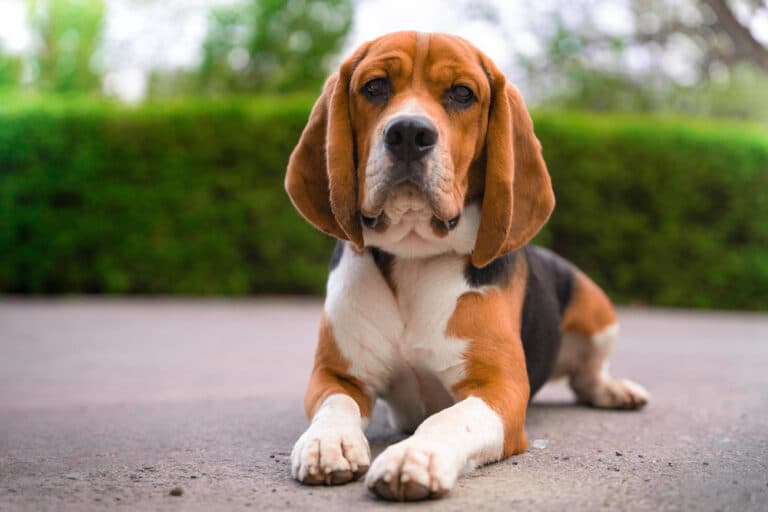 What Are The Bad Habits Of Beagles?
