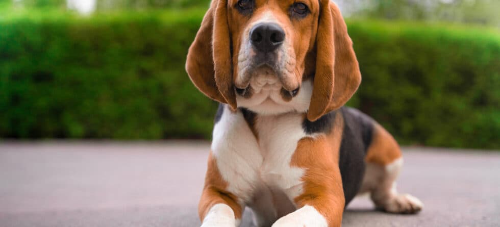 What Are The Bad Habits Of Beagles?