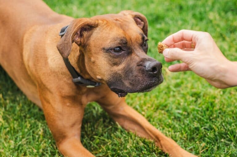 What Do Boxer Dogs Eat?