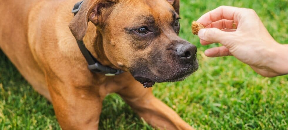 What Do Boxer Dogs Eat?