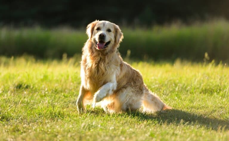 What Do Golden Retrievers Love The Most?