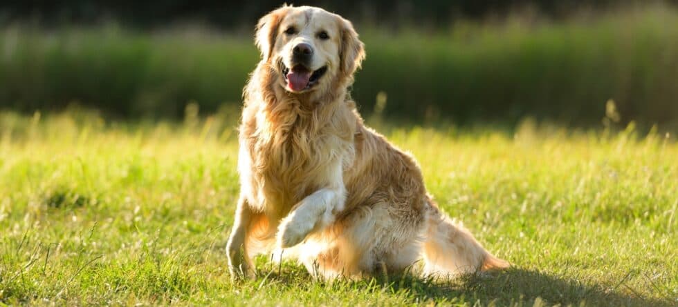 What Do Golden Retrievers Love The Most?