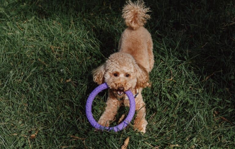 What Do Poodles Like To Chew?