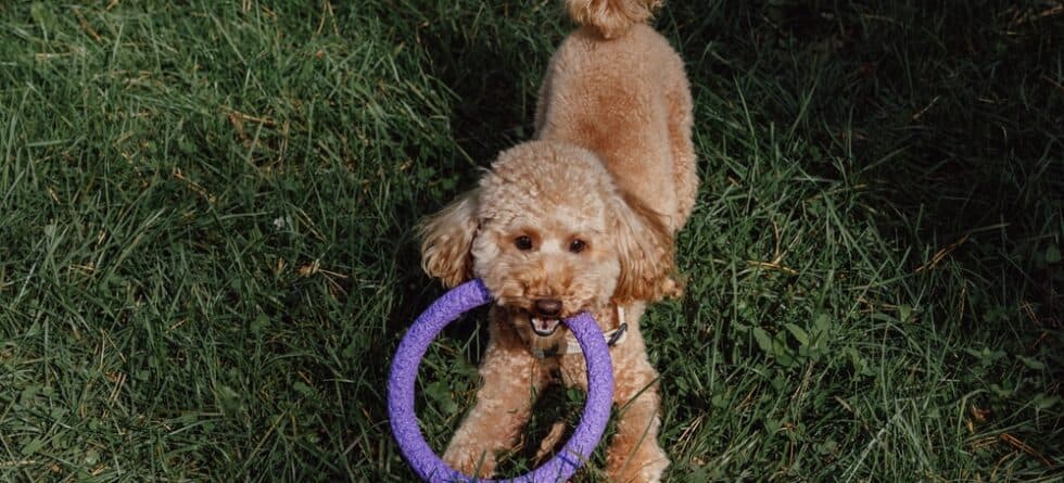 What Do Poodles Like To Chew?
