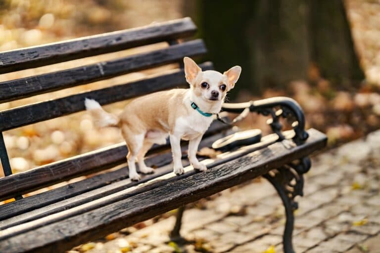 What Does It Mean When A Chihuahua Stares At You?