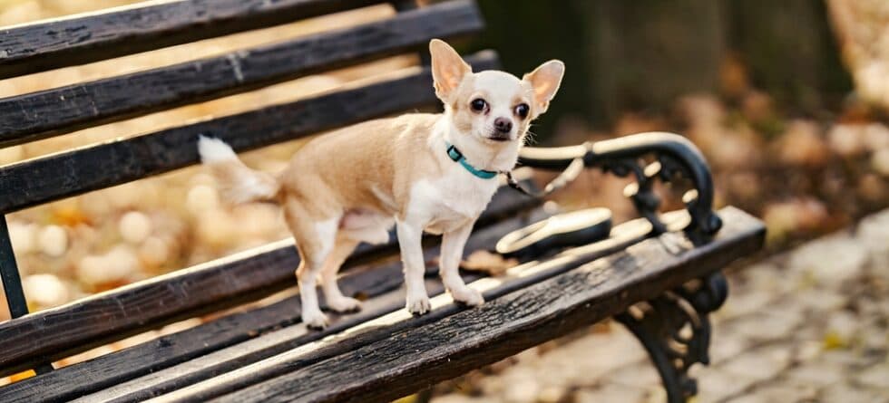 What Does It Mean When A Chihuahua Stares At You?