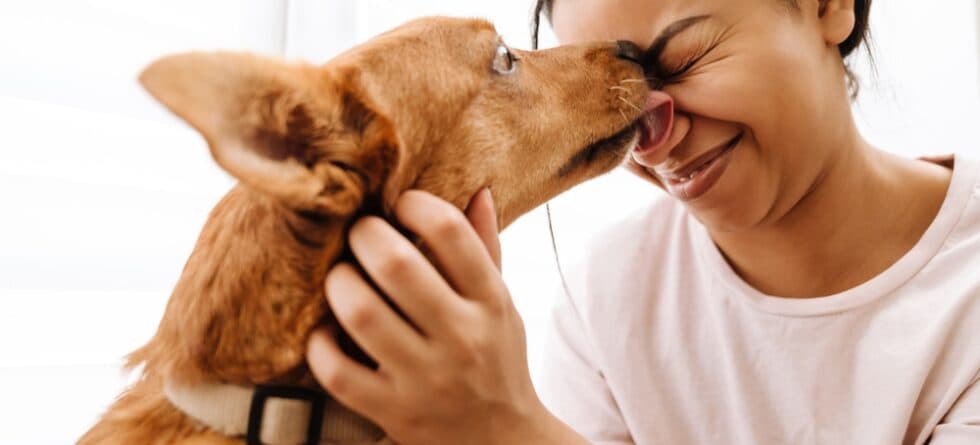 What Does It Mean When A Dog Licks You?