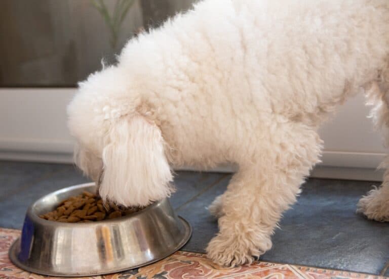 What Food Is Good For Poodles?