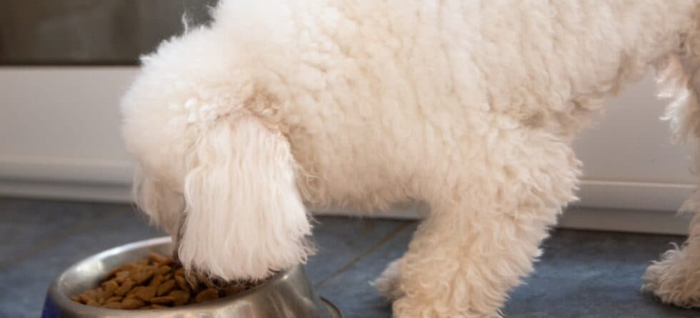 What Food Is Good For Poodles?