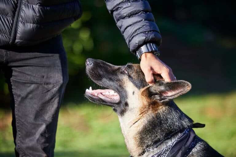What Happens If A German Shepherd Bites?